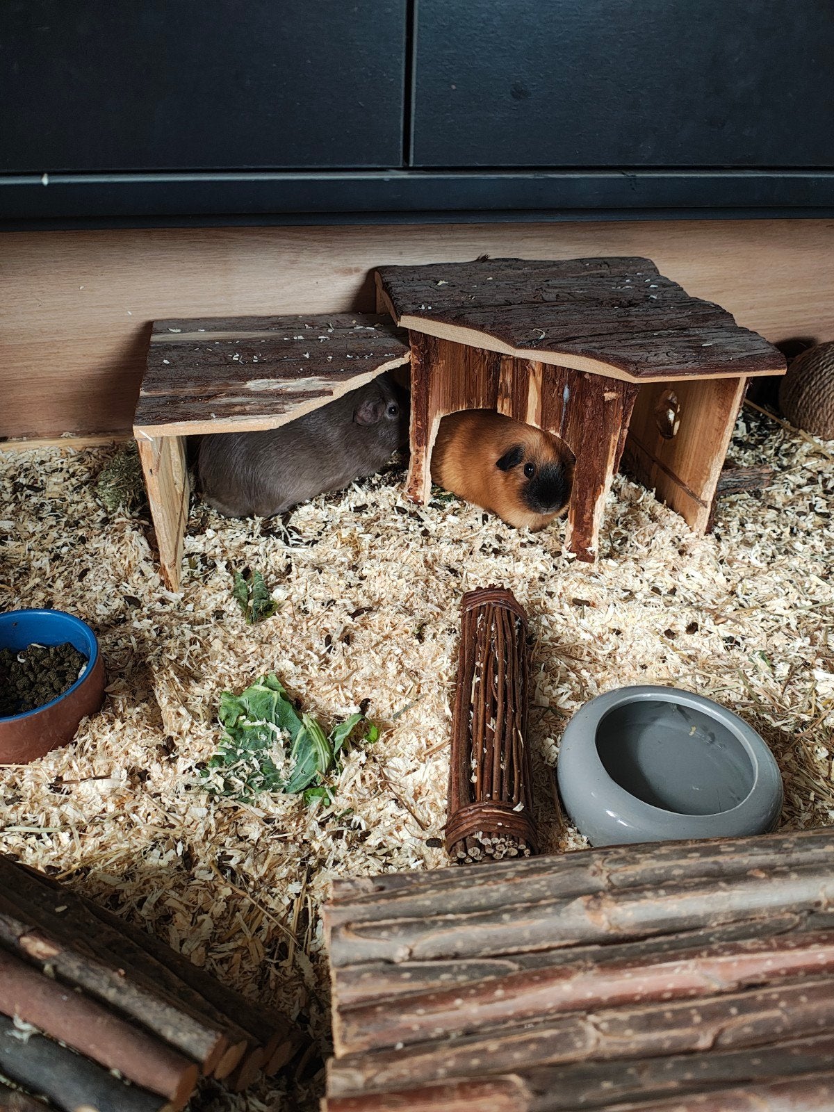 Cavia's, Dieren en Toebehoren, Knaagdieren, Januari, Meerdere dieren, Cavia