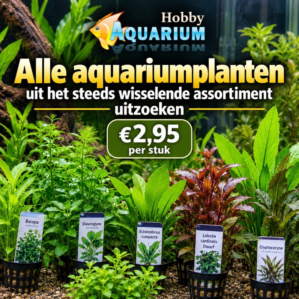 Dond 24 Sept start planten duur ? aktie overzicht uitzoeken, Ophalen, Hobbyaquarium, Plant(en), Steen of Hout, Nieuw