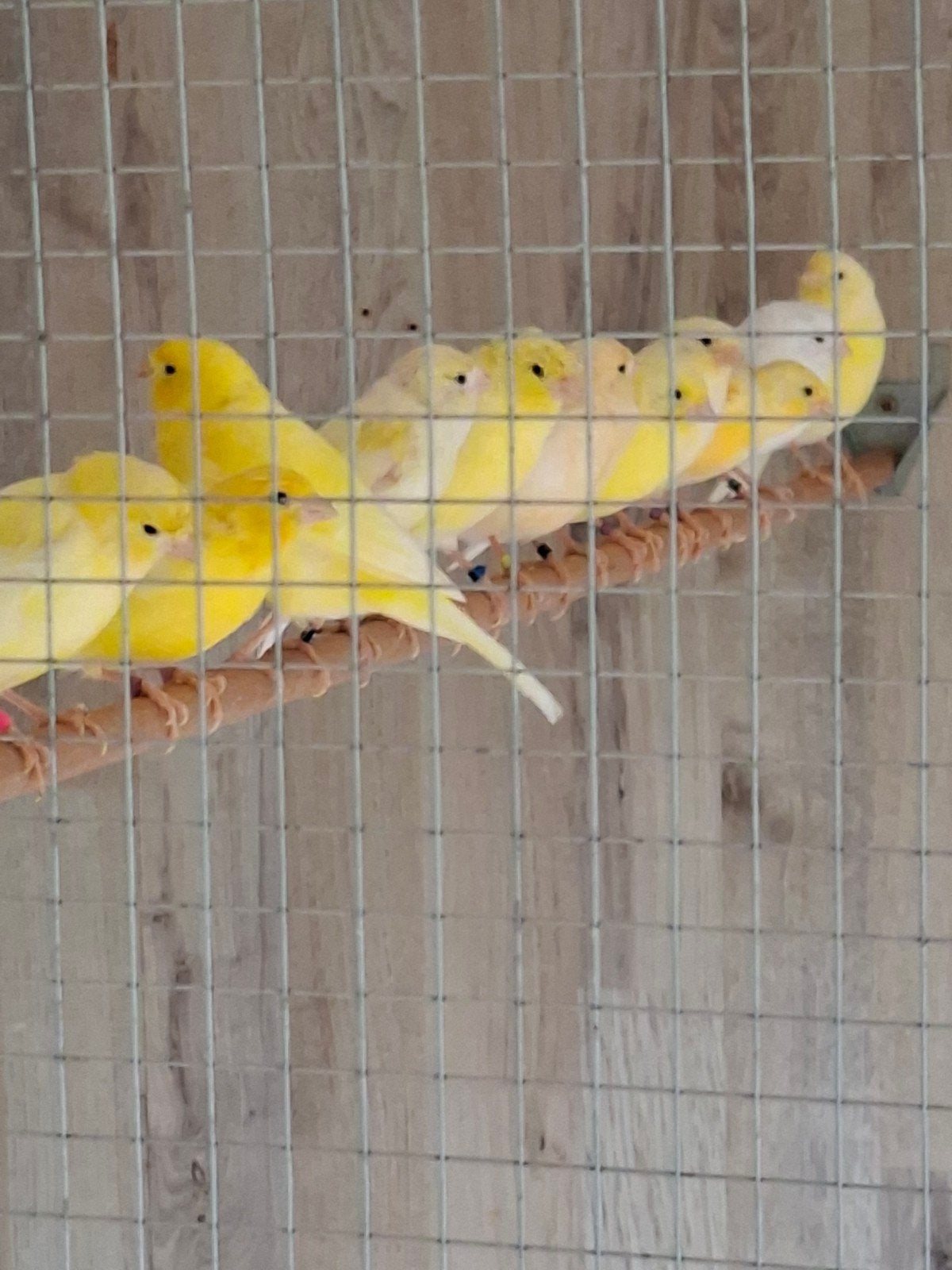 jonge kanaries, Dieren en Toebehoren, Vogels | Kanaries, Meerdere dieren, Kleurkanarie