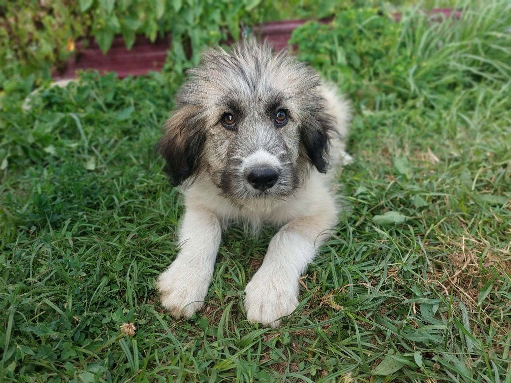 PRACHTIGE PUP, LANA, TEEFJE, KLEINE MIDDELMAAT, ZOEKT MAND, Dieren en Toebehoren, Honden | Niet-rashonden, Particulier, 15 weken tot 1 jaar