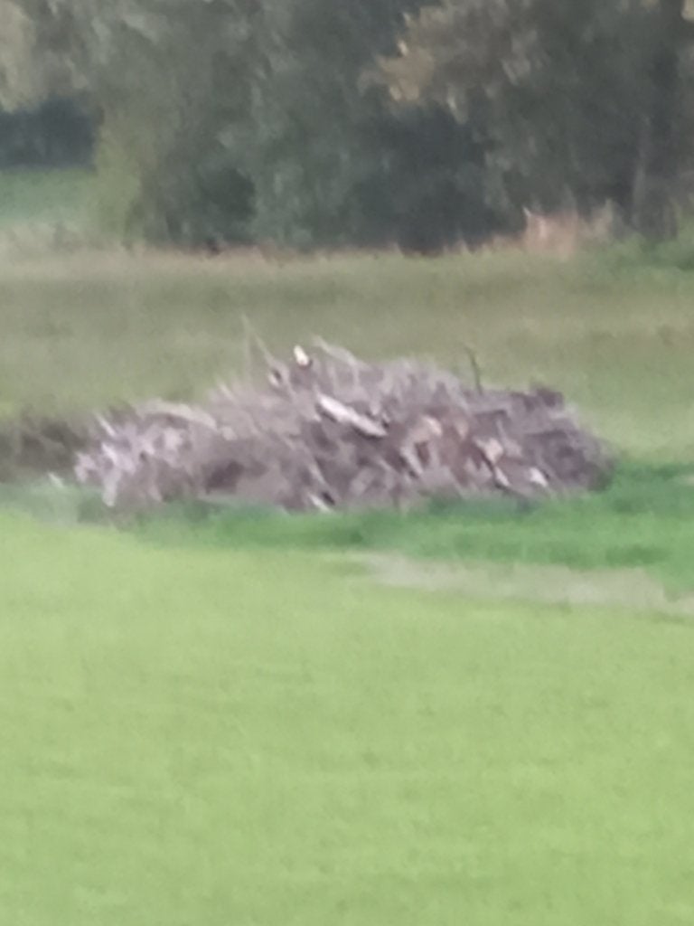 Brandhout, takken gratis af te halen, Ophalen