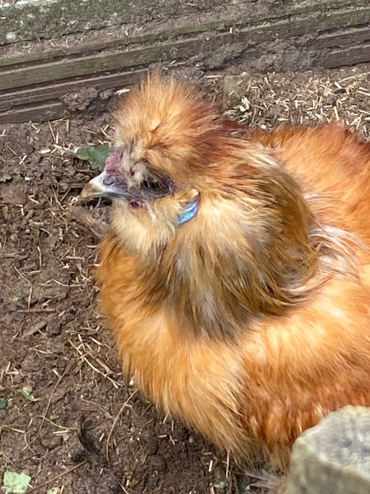 Zijdehoen haan, Dieren en Toebehoren, Mannelijk, Kip