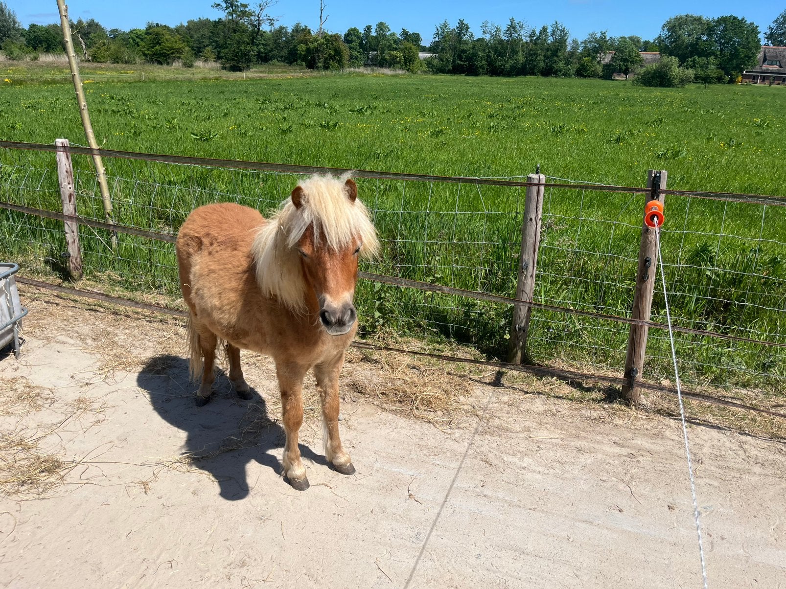 Shetlander merrie, Dieren en Toebehoren, Merrie