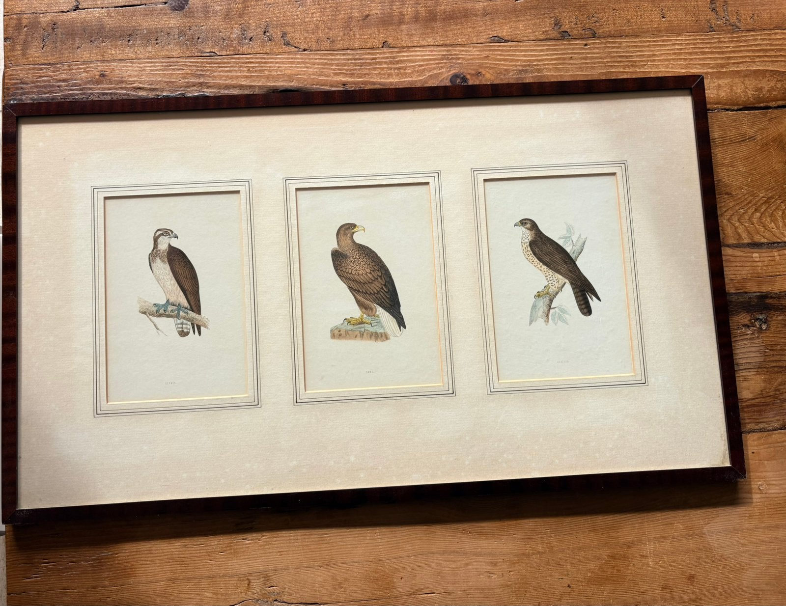 Antiek Drieluik Vogelprenten-Originele Staalgravures(1870), Antiek en Kunst, Ophalen