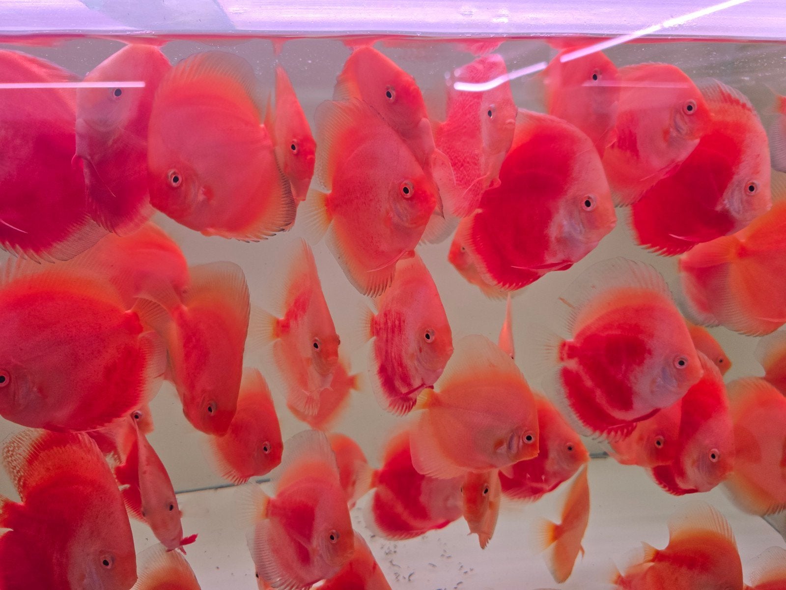 discusvissen, Dieren en Toebehoren, Vis, Zoetwatervis, Schoolvis
