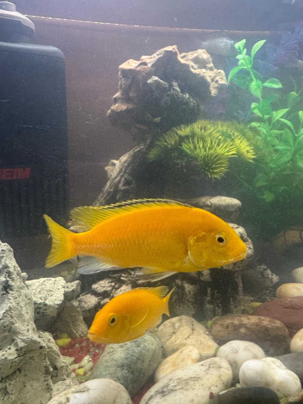 Malawi, Dieren en Toebehoren, Vissen | Aquariumvissen, Vis