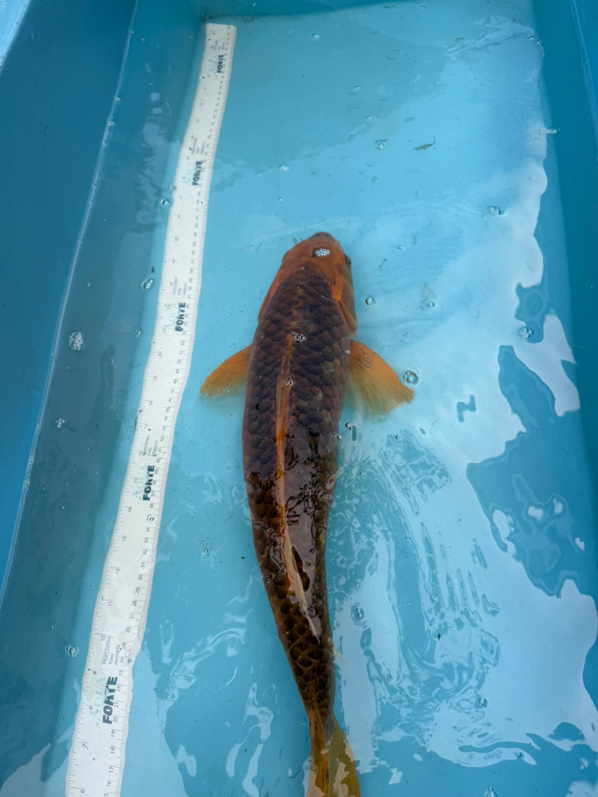 Ki Matsuba koi, Dieren en Toebehoren, Vissen | Vijvervissen, Karper of Koi