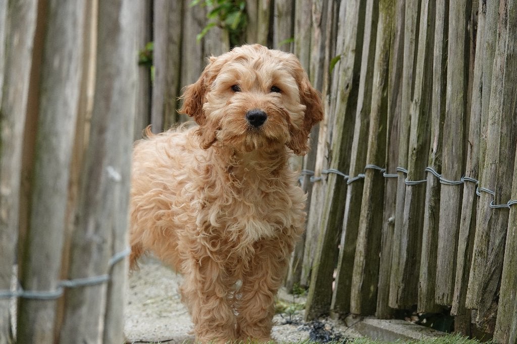 Prachtige Cockapoo pups (Abrikoos en abrikoos/rood), Parvo, België, 15 weken tot 1 jaar, Meerdere