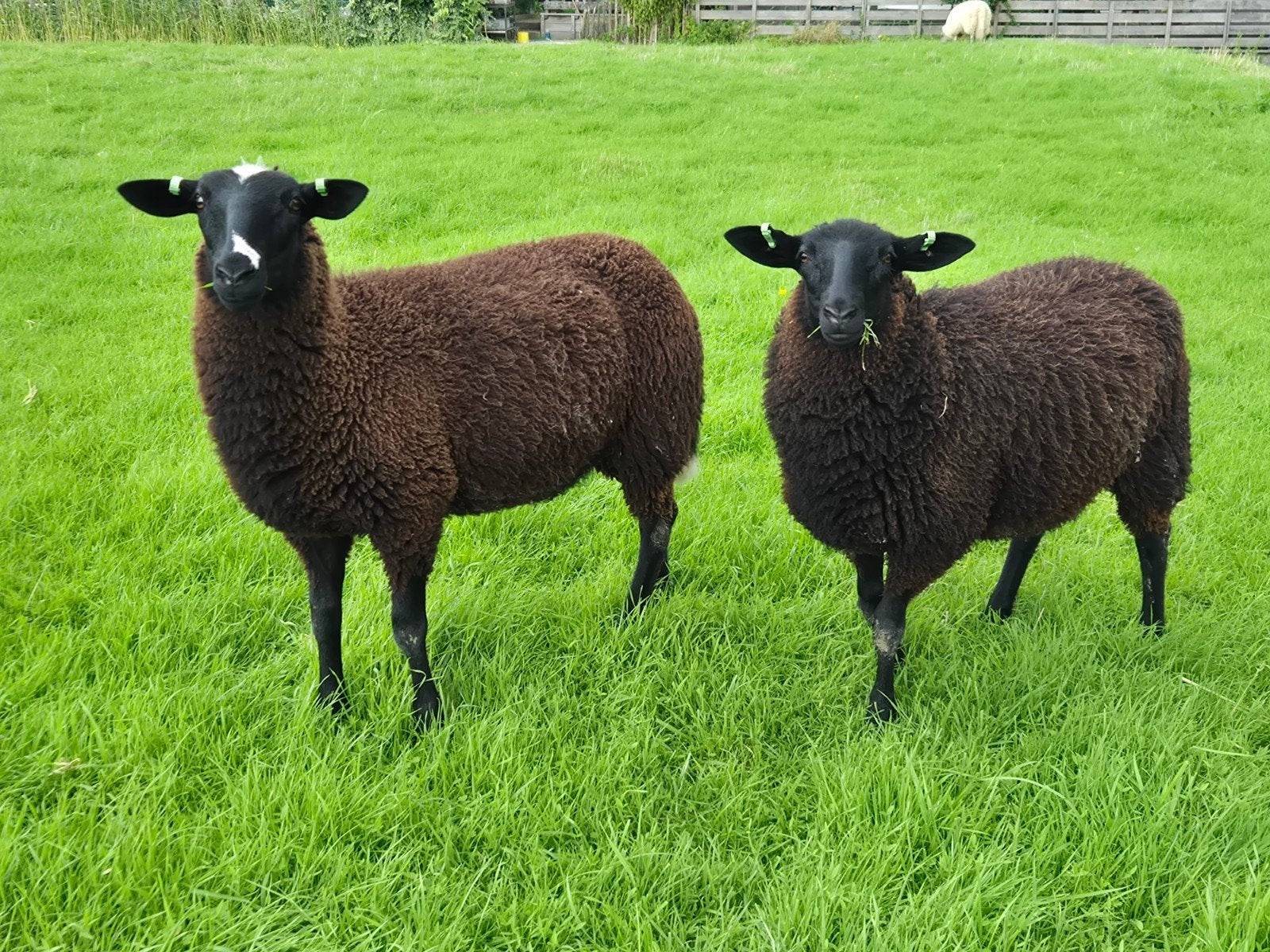 ooilammeren zwartbles  mergellander, Dieren en Toebehoren, Vrouwelijk, Geit