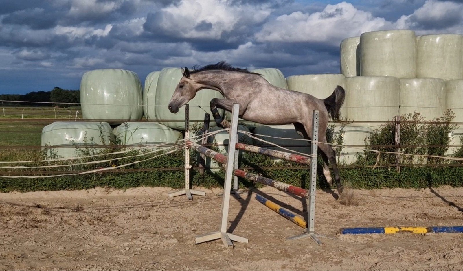 Mooie 3 jarige merrie, Dieren en Toebehoren, Paarden, Merrie, 160 tot 165 cm, Springpaard, 3 tot 6 jaar