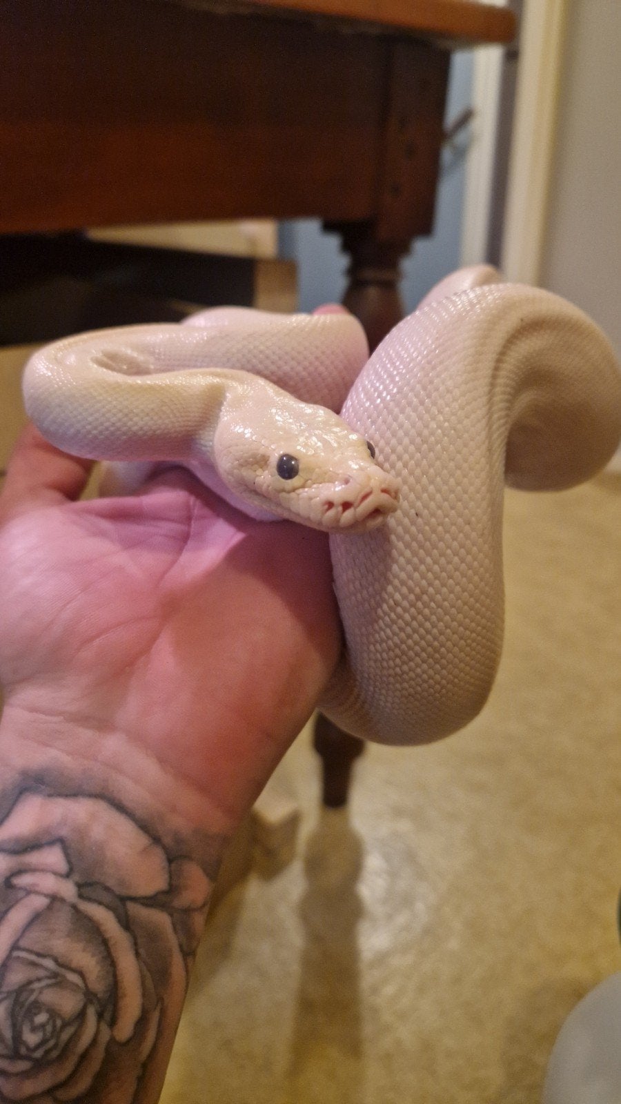 Witte tijgerpython, Dieren en Toebehoren, Slang, Tam, 3 tot 6 jaar