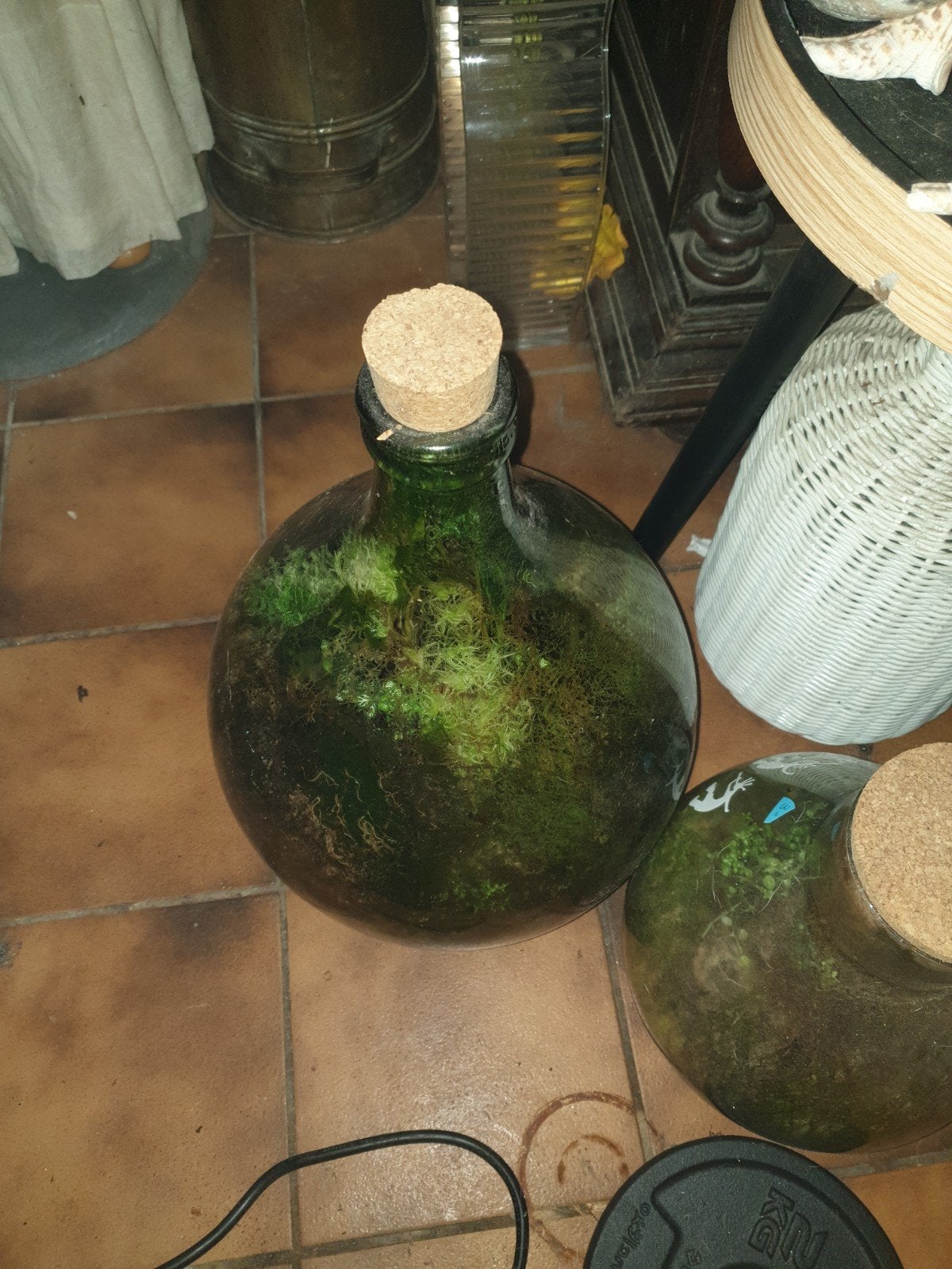 2 x ecosysteem planten vazen 1 grote en een kleinere, Ophalen, Halfschaduw, Minder dan 100 cm