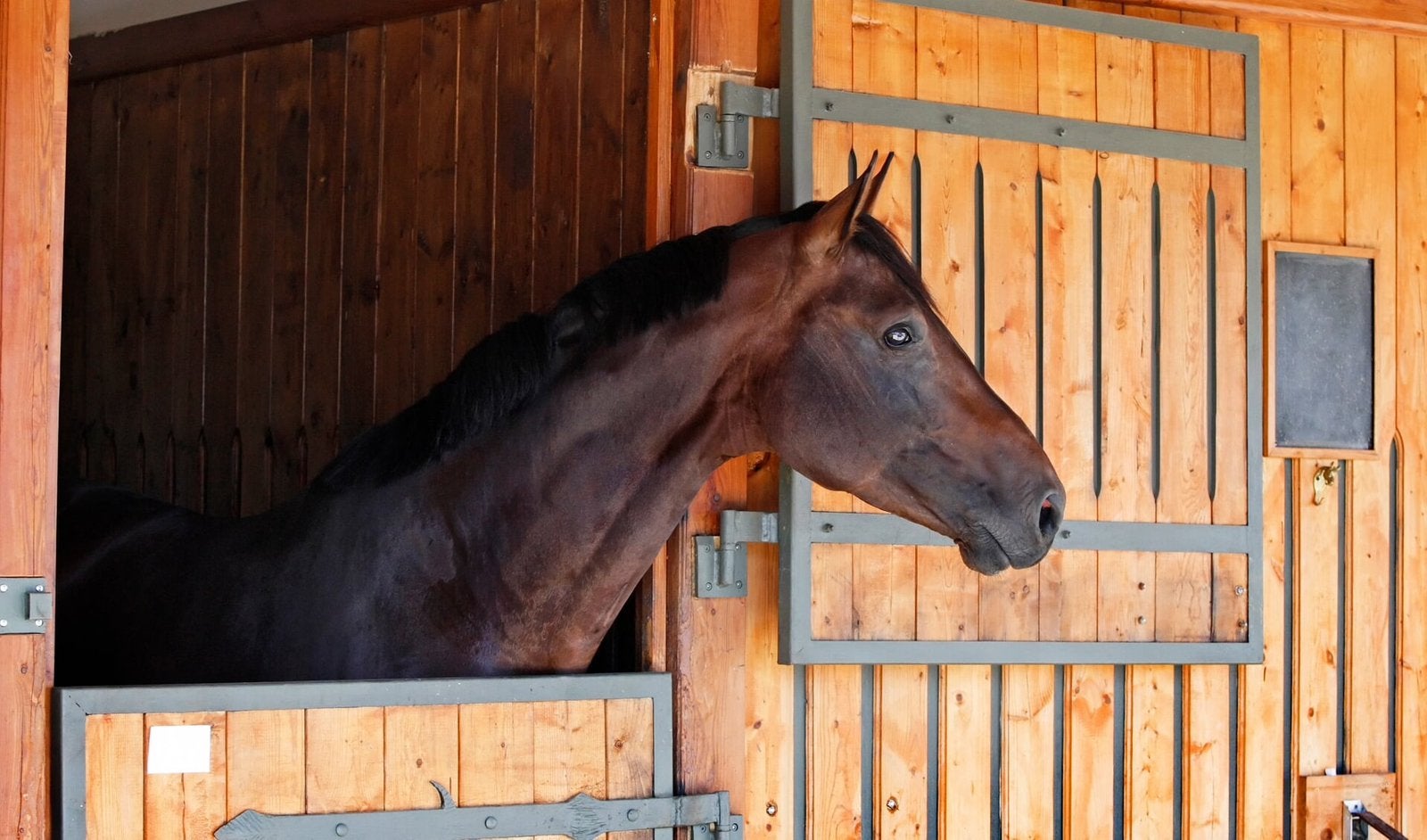 Stalling gezocht, kleinschalig / aan huis, Dieren en Toebehoren, Stalling en Weidegang, Stalling