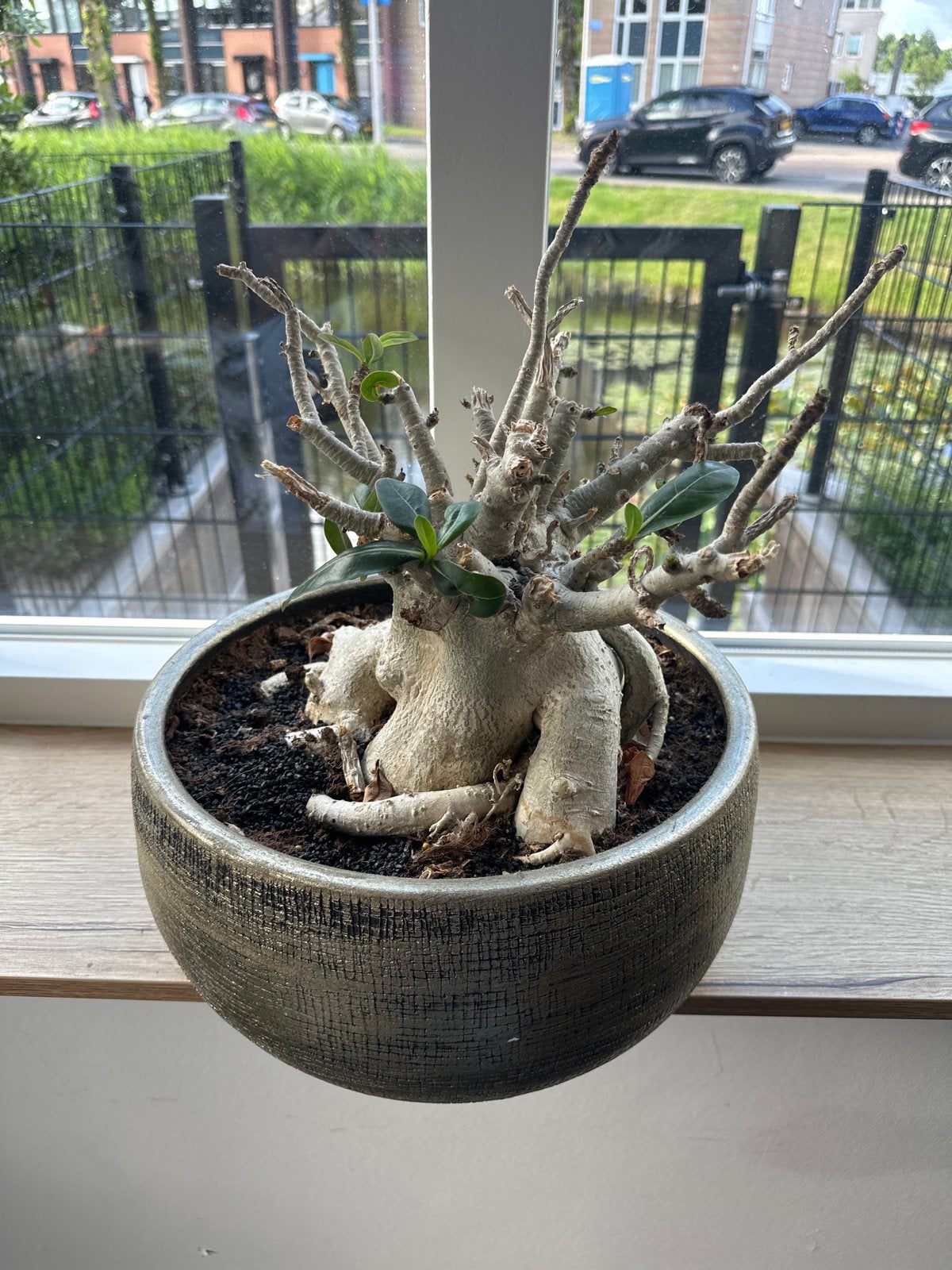 Woestijnroos (Adenium Obesum) in pot, Volle zon, Vaste plant, Zomer, Ophalen