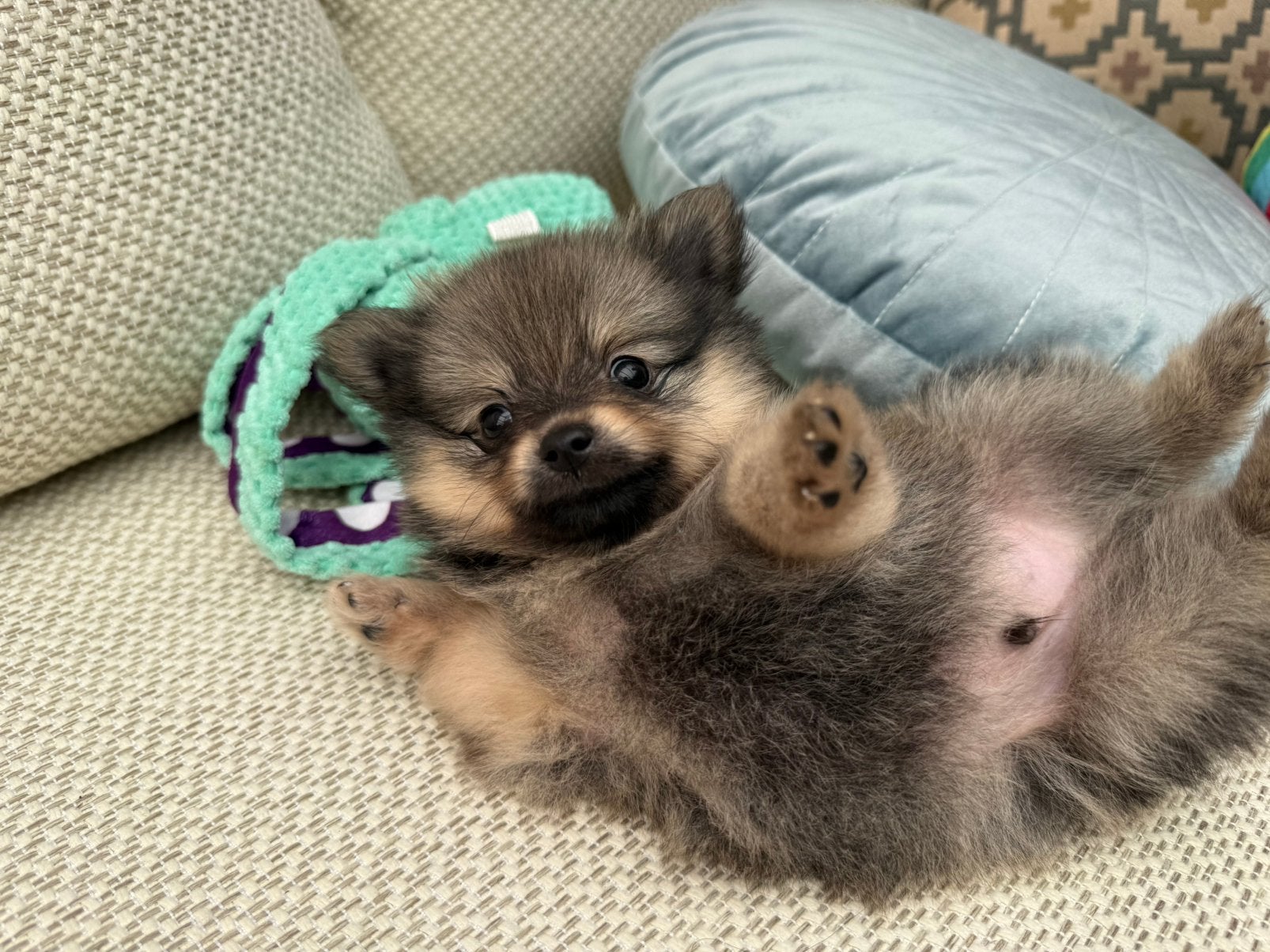 Pomeriaan pup sable kleur, Dieren en Toebehoren, Keeshond, 8 tot 15 weken, Parvo, Meerdere