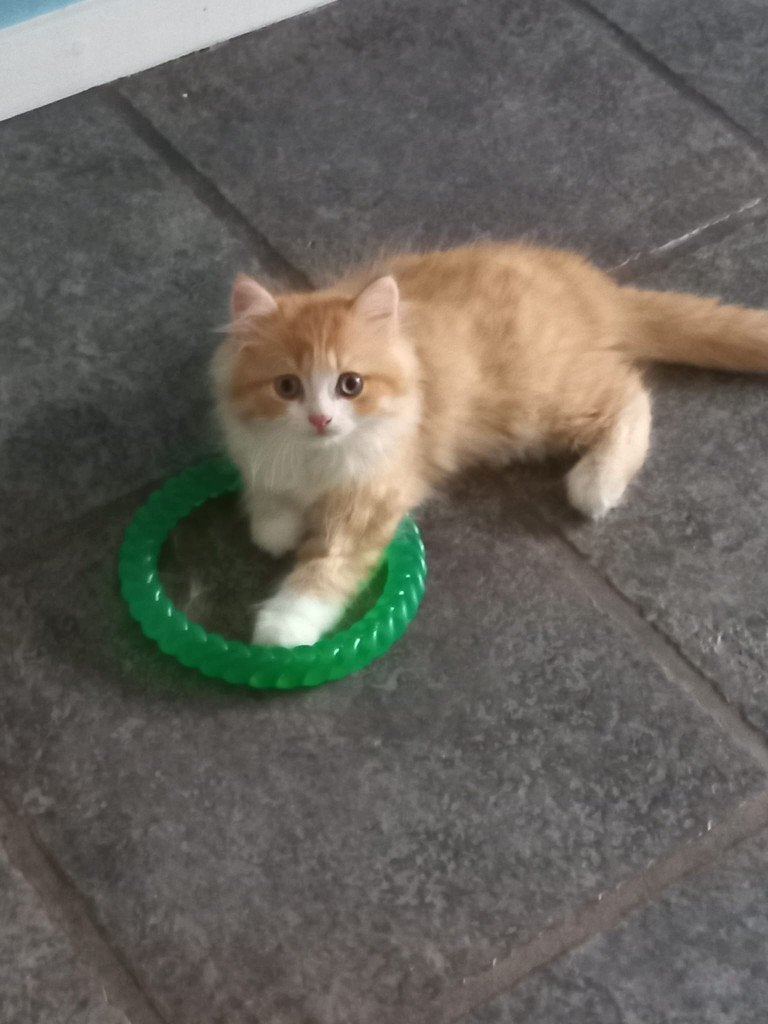 Katten, Dieren en Toebehoren, Katten en Kittens | Raskatten | Langhaar, Meerdere dieren, 0 tot 2 jaar, Met stamboom, Gechipt, Ontwormd