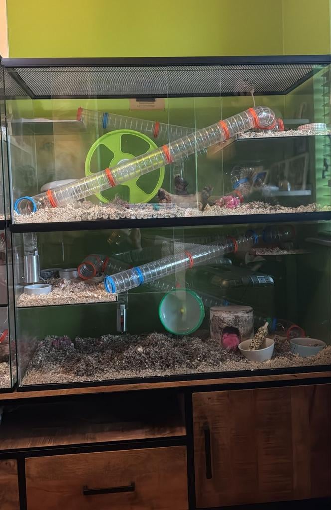 Glazen hamsterkooi XXL van queenies gerbilshop z.g.a.n., Kooi, Ophalen of Verzenden, Zo goed als nieuw, 90 cm of meer