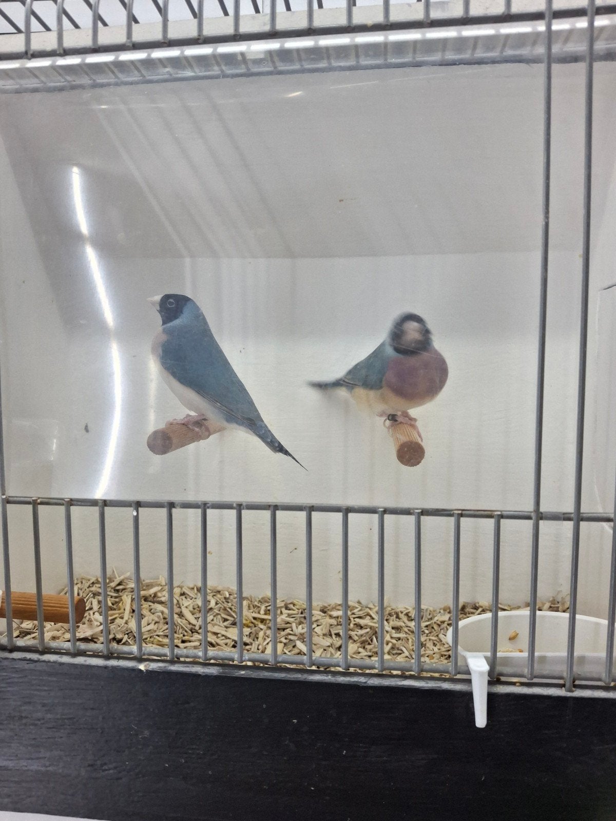 blauwe gouldamedines, Dieren en Toebehoren, Vogels | Overige Vogels, Meerdere dieren