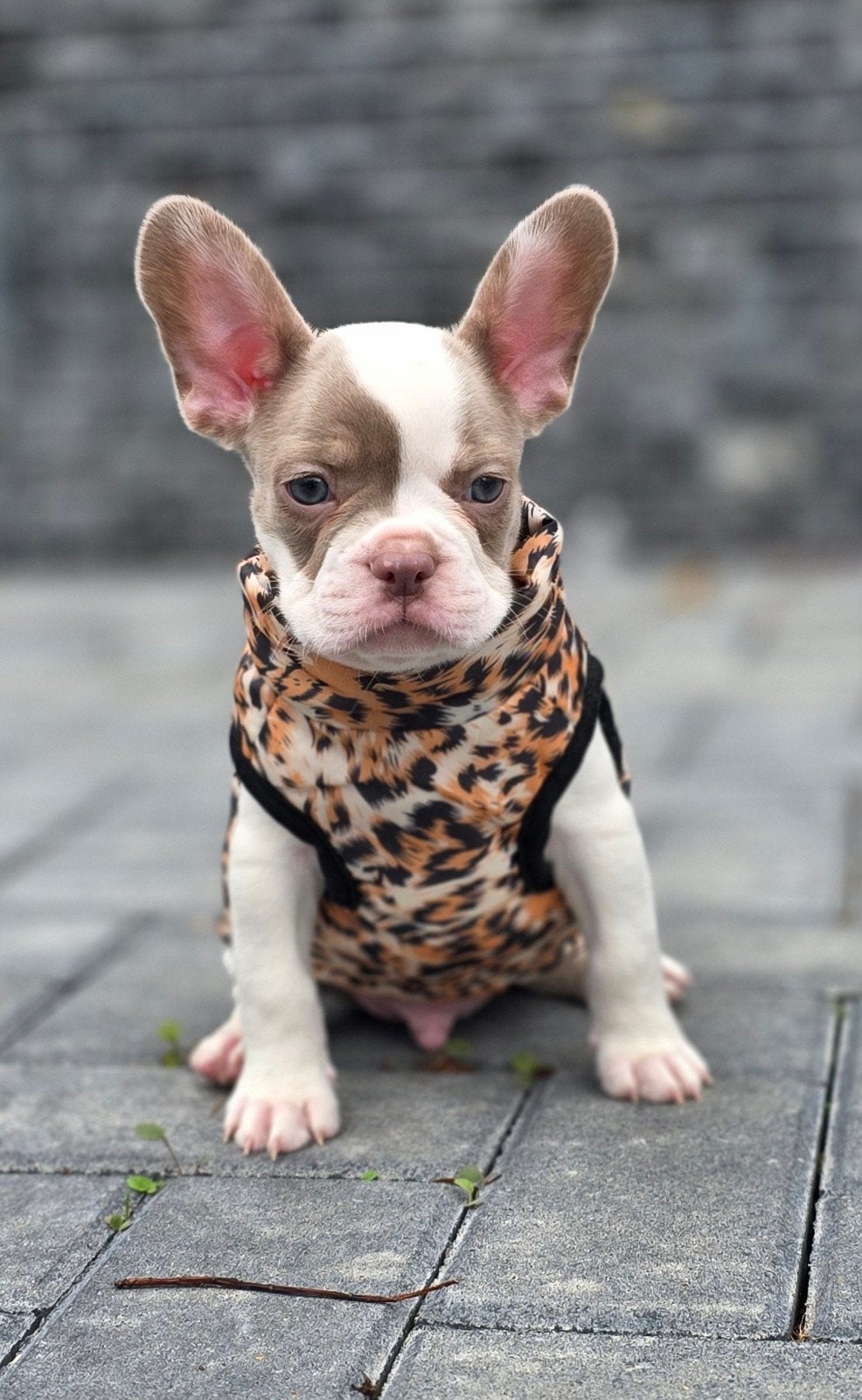 🥰 nog 2 Prachtige raszuivere isabella kleur Franse Bulldog
