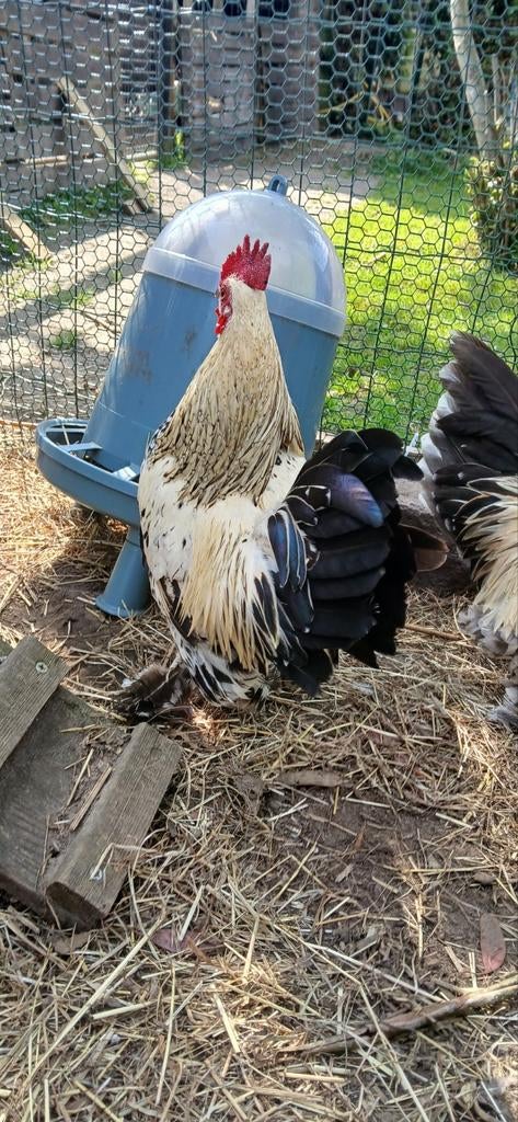 Sabelpoot haan., Dieren en Toebehoren, Pluimvee