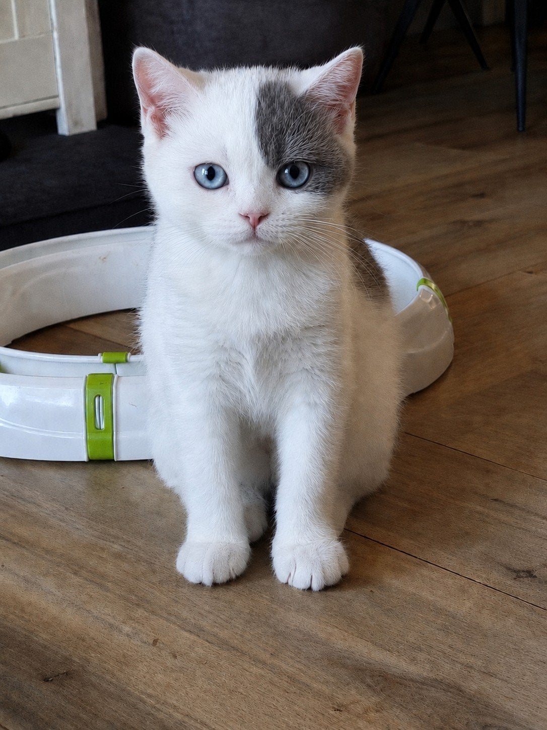 Britse/Brits Korthaar kitten met stamboom.hij mag gelijk mee, Dieren en Toebehoren, Katten en Kittens | Raskatten | Korthaar, Kater