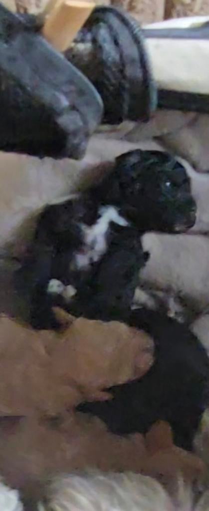 Twee grote, kleine schatjes!, Poedel, Parvo, Reu, 8 tot 15 weken