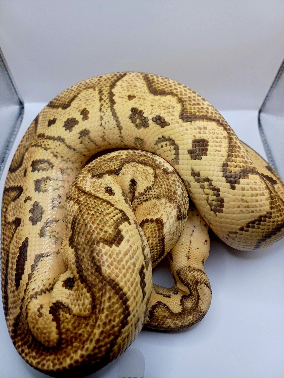 Python regius 1.0 Pastel yellowbelly clown het piebald Ball Python - male for sale from Eindhoven
