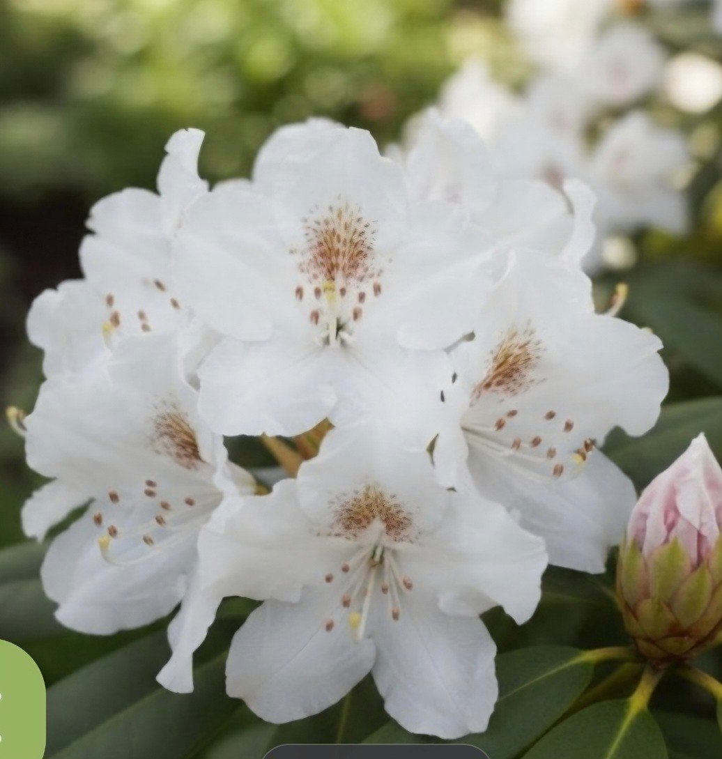 rhododendrons, Ophalen, Overige soorten, Minder dan 100 cm
