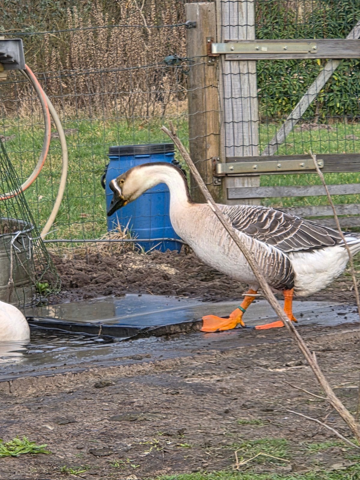 chinese knobbelgans mannetje, Dieren en Toebehoren, Mannelijk, Gans of Zwaan