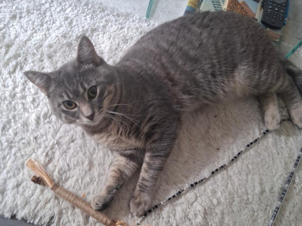 Ragdol/Britse korthaar, Dieren en Toebehoren, Kater