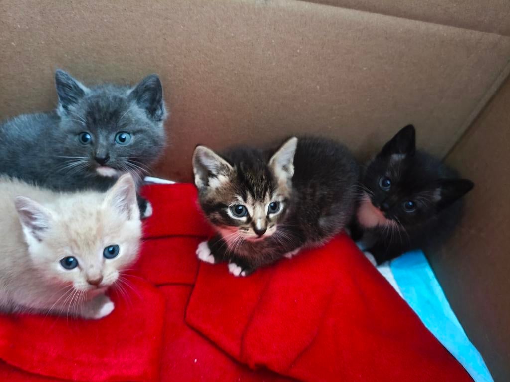 Kittens, Dieren en Toebehoren, Meerdere dieren
