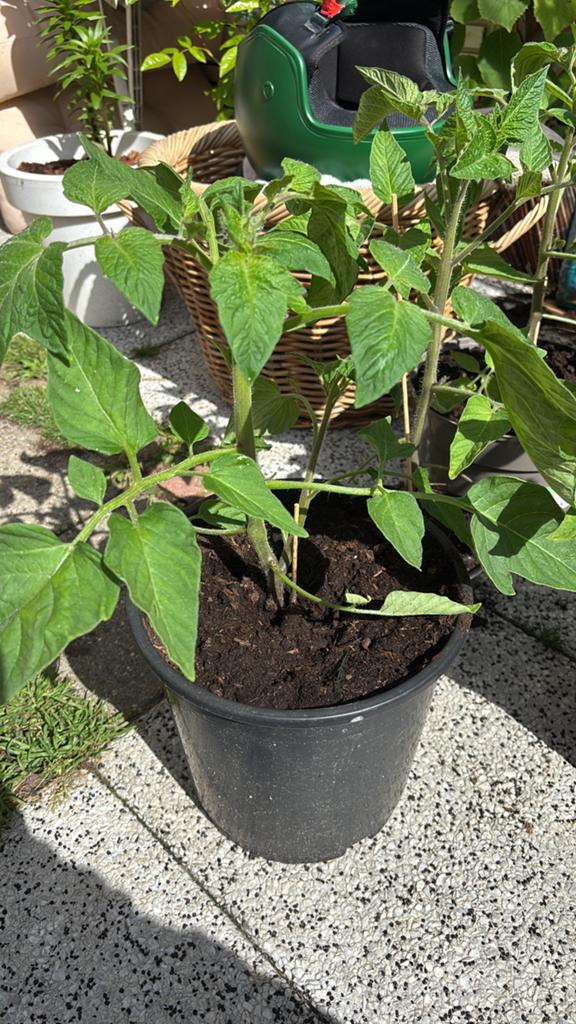 Tomaten, Ophalen, Eenjarig, Groenteplanten, Volle zon