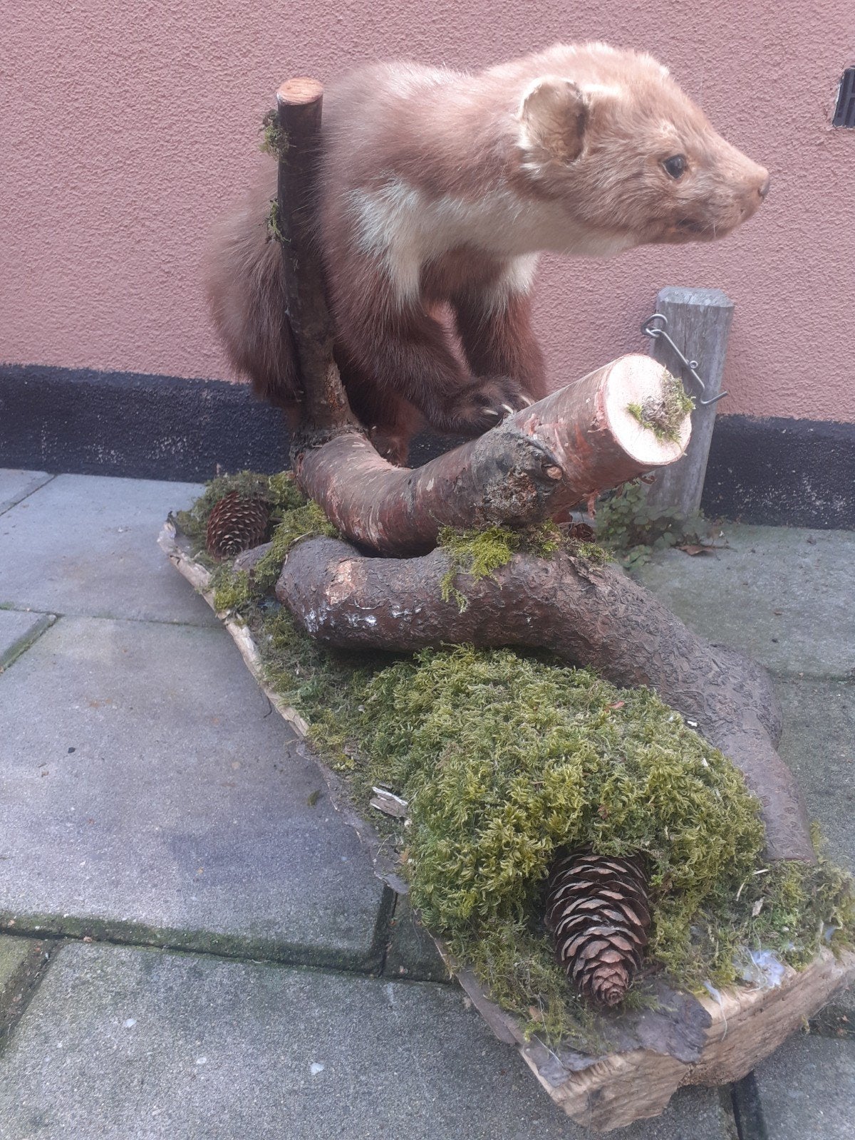 Opgezette steenmarter natuurlijk bosdecor,unieke taxidermie, Verzamelen, Ophalen of Verzenden, Opgezet dier