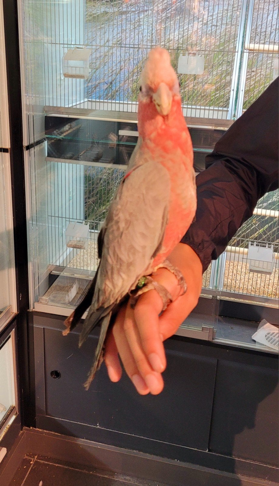 Rose kaketoe super lief en super tam.  Getest en met dna., Dieren en Toebehoren, Meerdere dieren, Papegaai, Tam