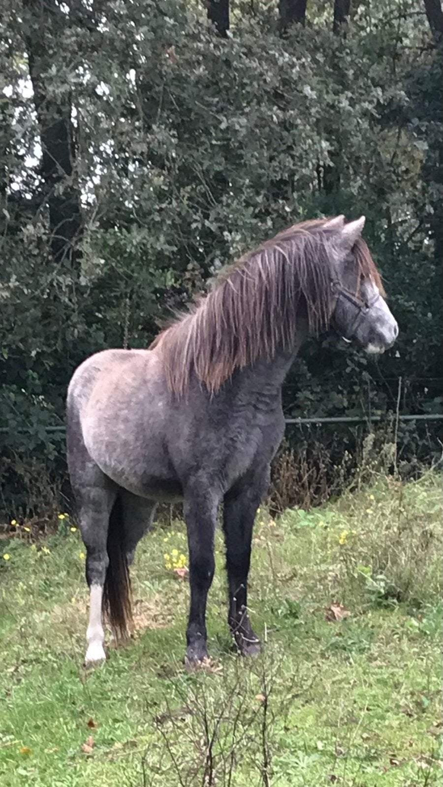 Te koop schimmel Welsh pony, Merrie, B pony (1.17m tot 1.27m), 3 tot 6 jaar