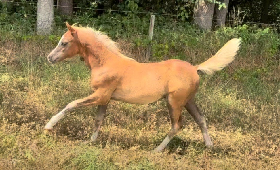 Chique lief Welsh veulen, donkere vos vier witte benen 1.30m, Met stamboom, Dressuurpony, Niet van toepassing, 0 tot 2 jaar