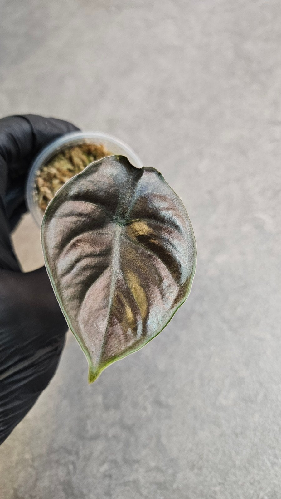 Alocasia Infernalis Kapit Black Magic, Ophalen of Verzenden, Halfschaduw, Minder dan 100 cm
