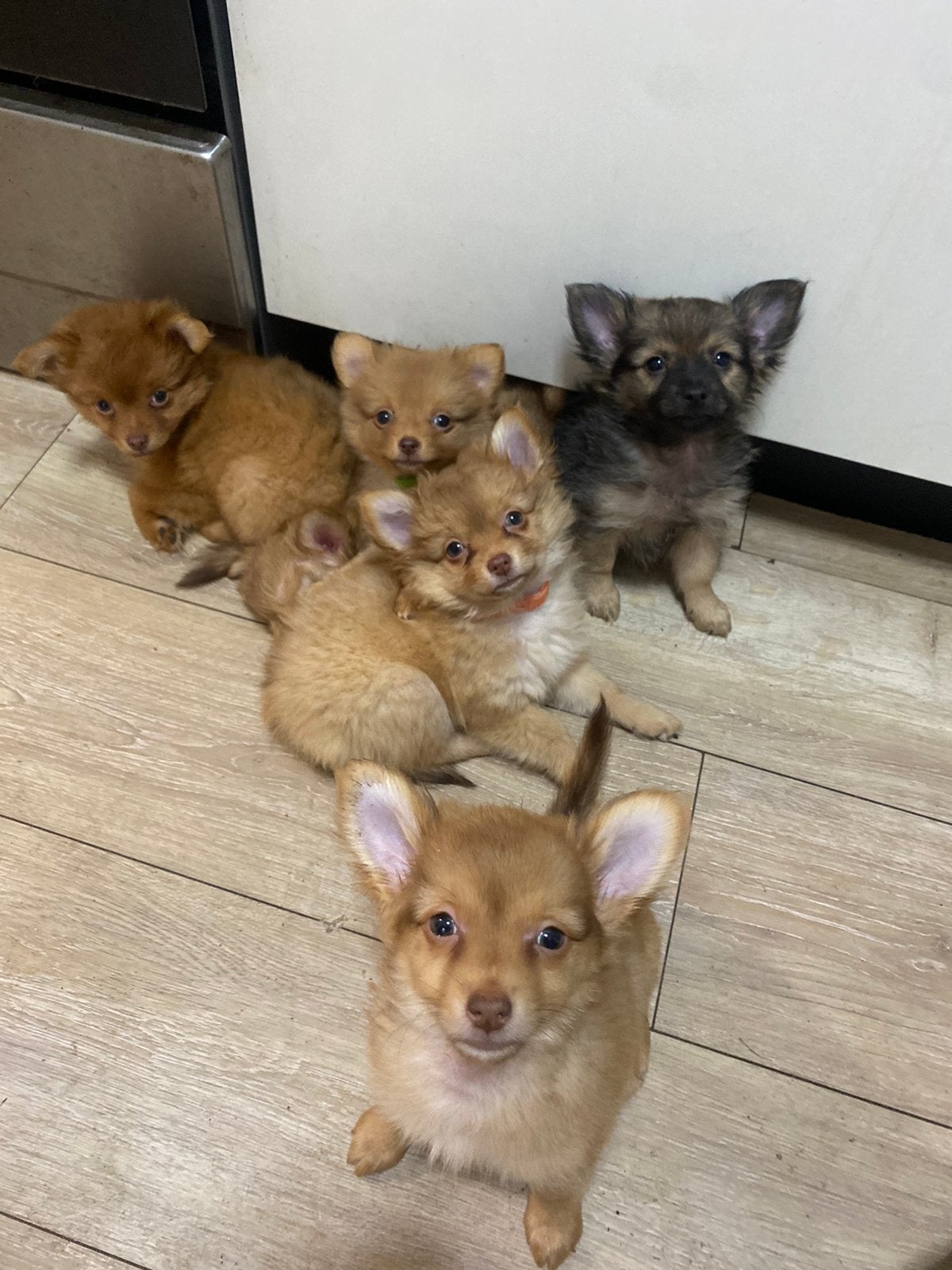 7 superlieve en mooi PomChi (Pomeriaan x Chihuahua) pups️, Overige rassen, 8 tot 15 weken, CDV (hondenziekte), Meerdere