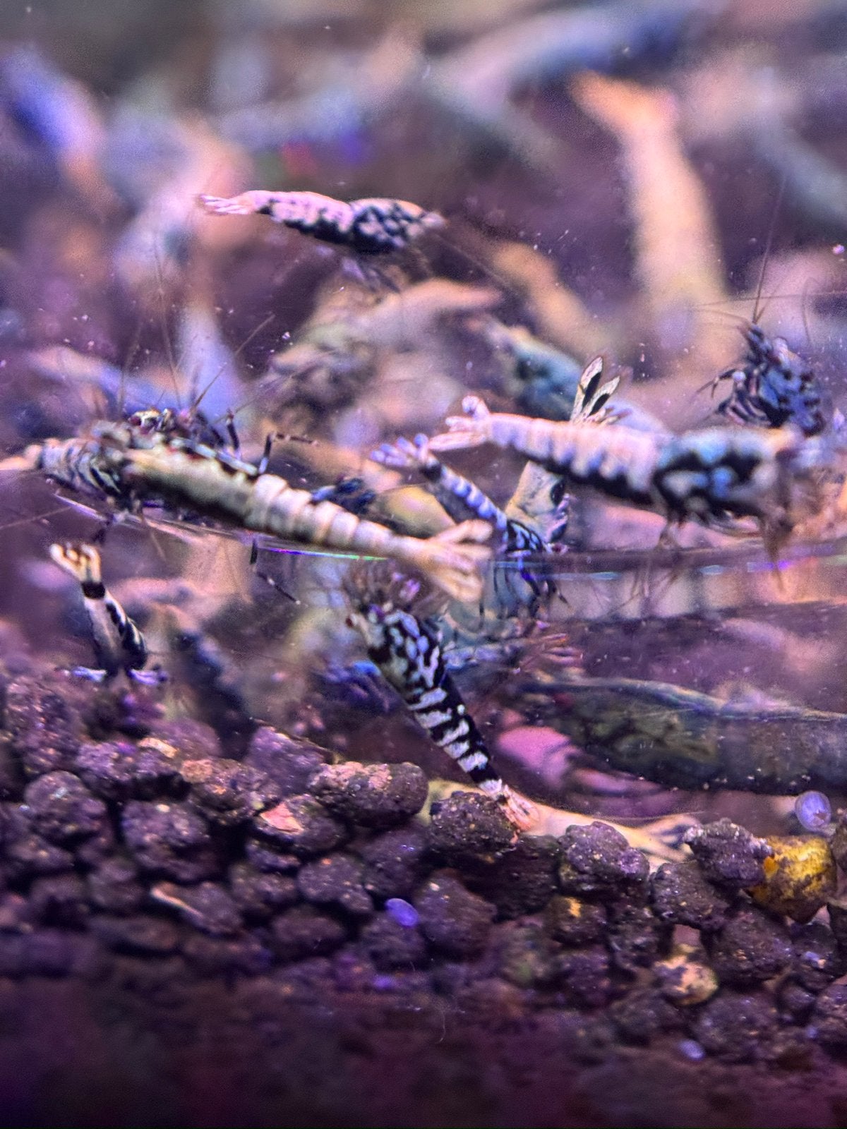 Caridina blue/gold/metalic boa, Kreeft, Krab of Garnaal