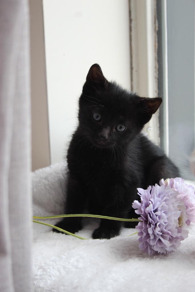 Super lief zwart katertje., Dieren en Toebehoren, Katten en Kittens | Overige Katten, Kater, Kortharig, 0 tot 2 jaar