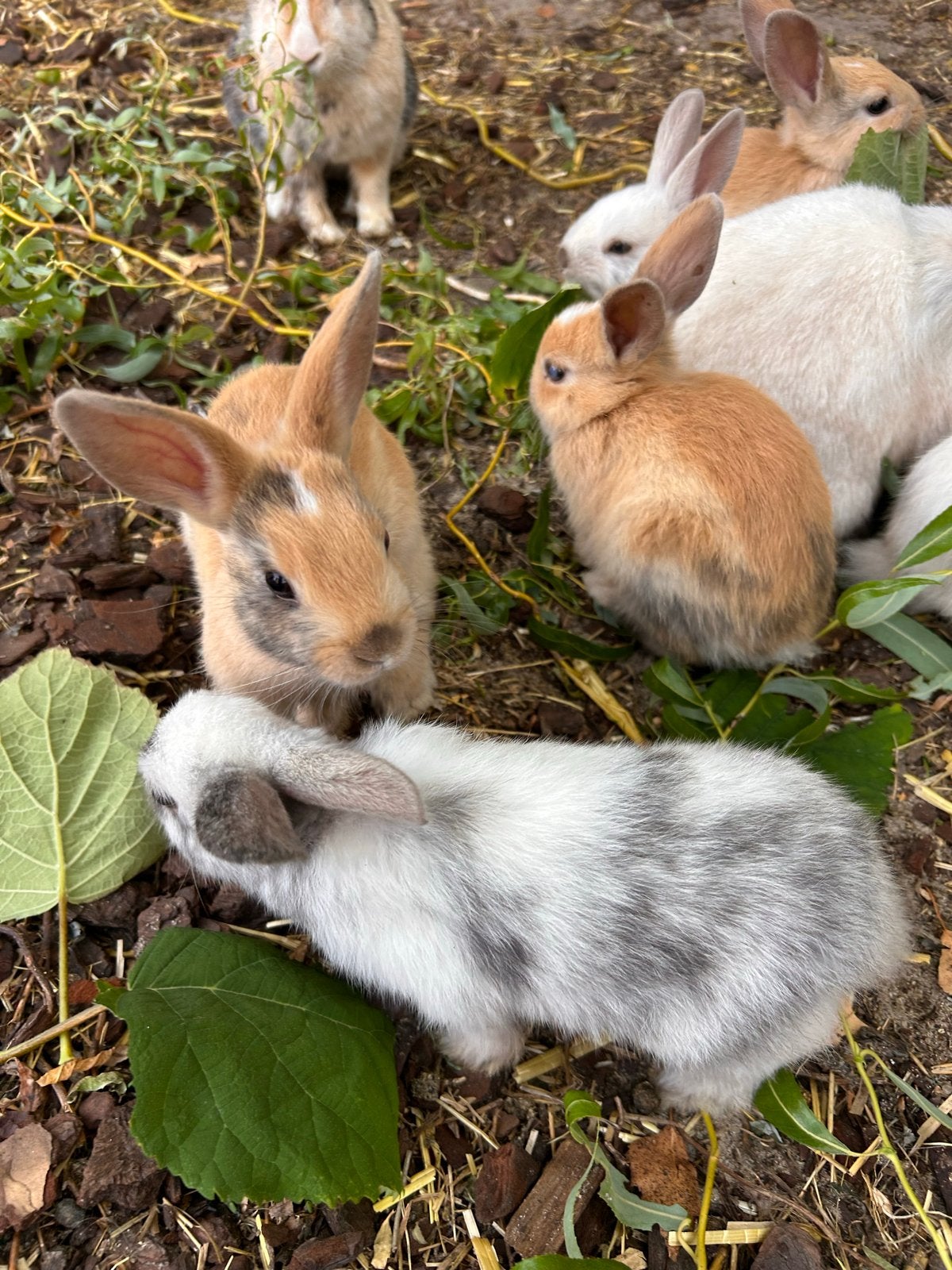 Lieve konijnen, Dieren en Toebehoren