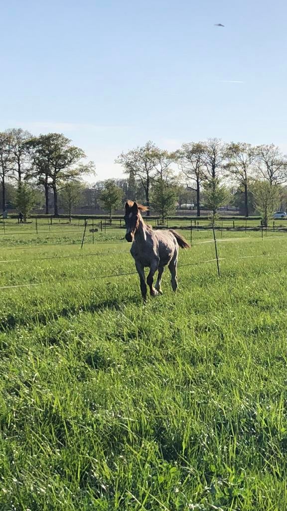 Twee jarige dressuur merrie en 1 jarige tuigpaard hengst, Dieren en Toebehoren, Merrie