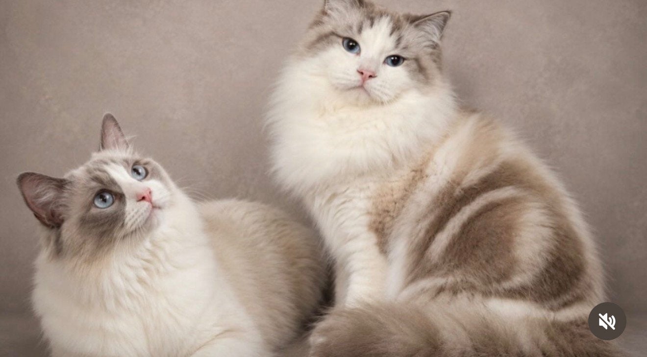 Ragdoll kittens - Geteste ouders/ prachtige bloedlijnen, Meerdere dieren