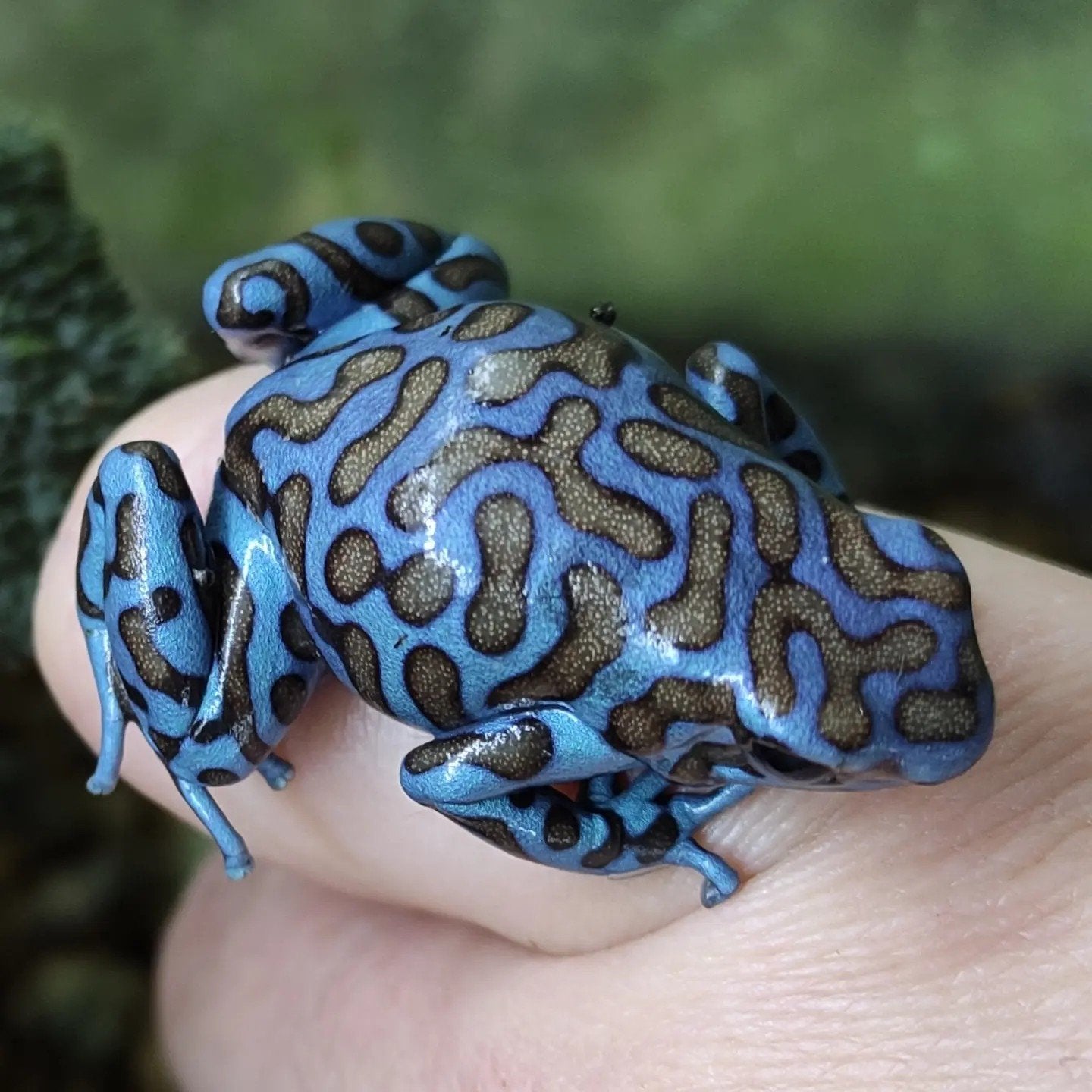Dendrobates auratus 'La Coca' Frog photo 4