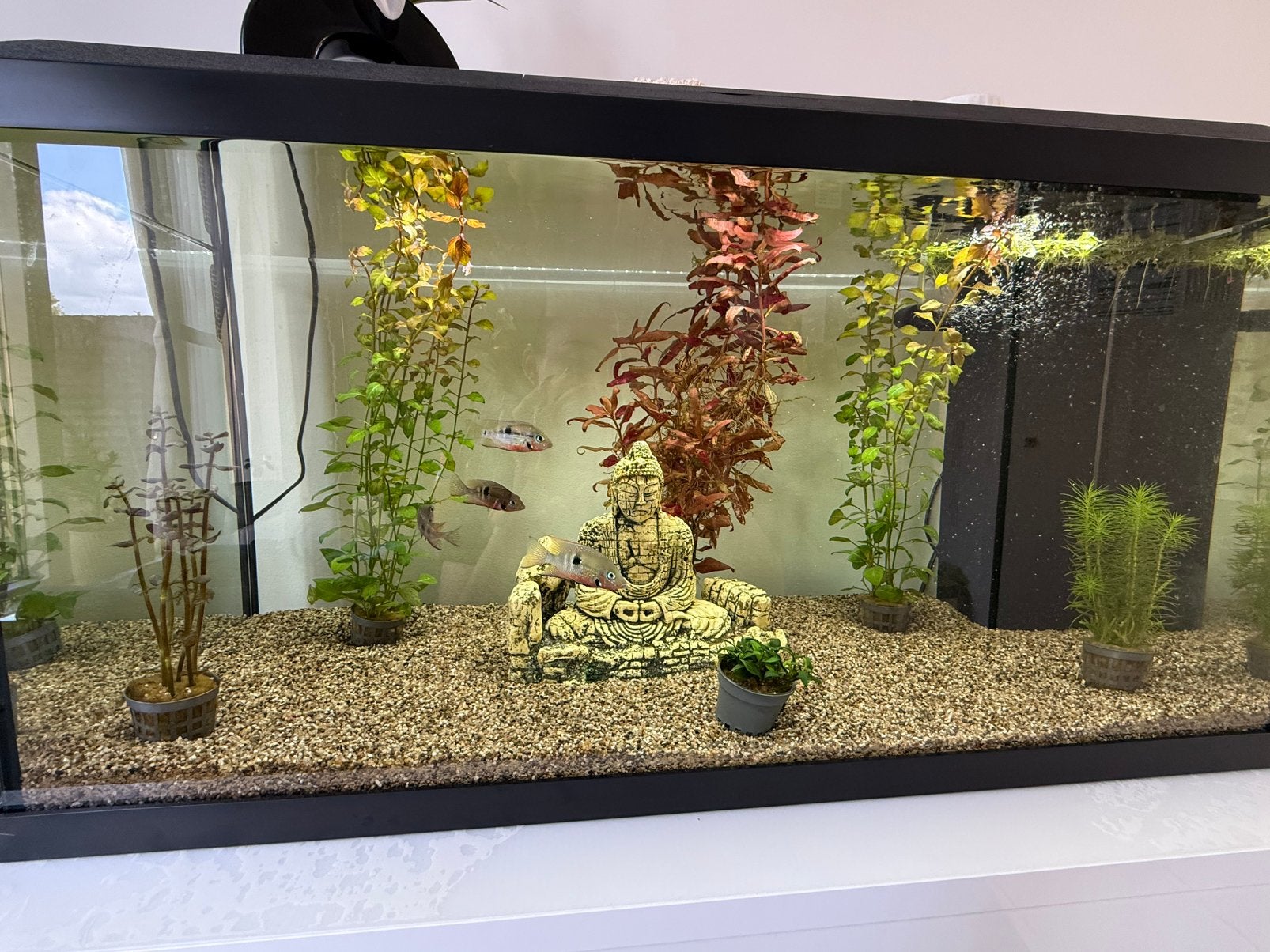 Mooie aqarium 110 liter, Ophalen, Inclusief vissen, Juwel, Gevuld zoetwateraquarium