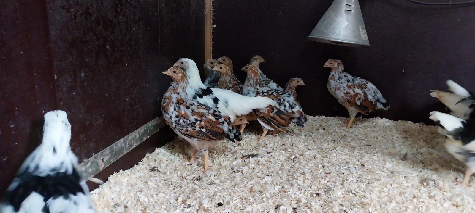 leghorn hennen te koop, Dieren en Toebehoren, Pluimvee, Vrouwelijk, Kip