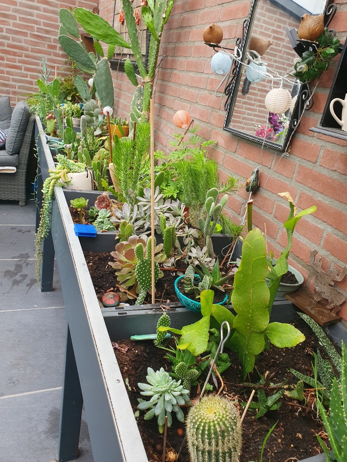 Cactussen en vetplanten, Ophalen, Overige soorten, Volle zon