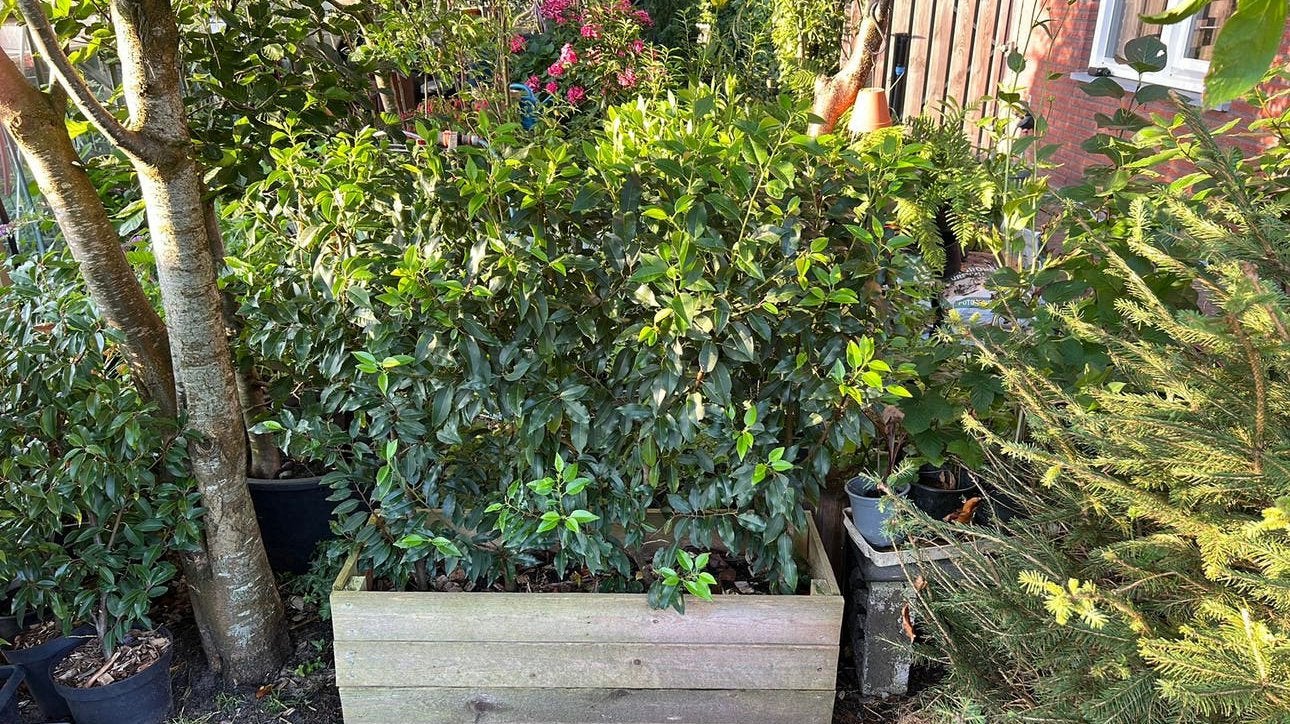 Kant en klare heg in houten plantenbak, Tuin en Terras, Ophalen, Laurier, Haag, 100 tot 250 cm