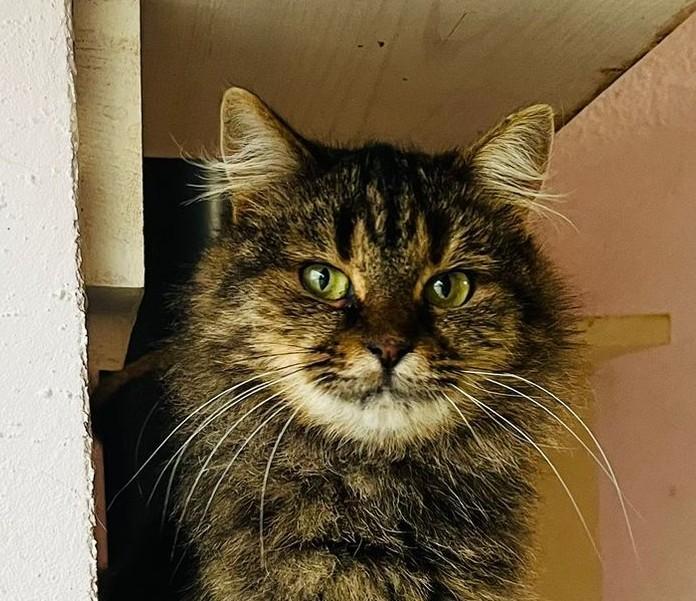 De deur gaat open… en daar is Vika, Poes, Langharig, 0 tot 2 jaar