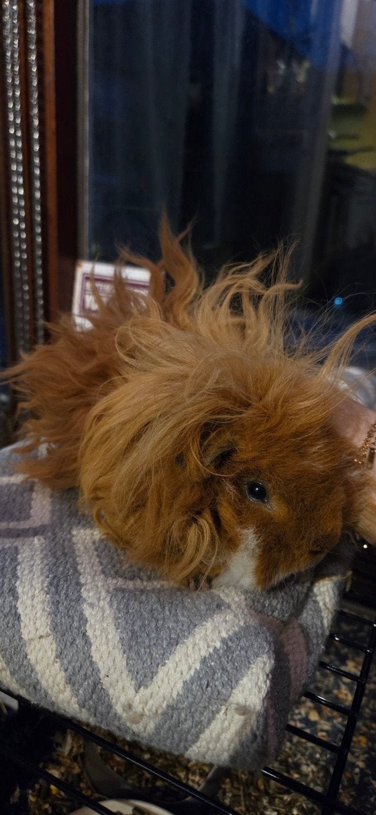 Frits en Frummel, Dieren en Toebehoren, Cavia, April, Mannelijk, Tam